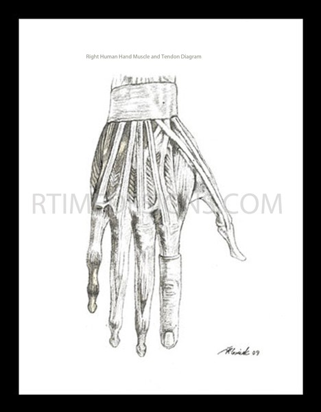 right human hand - muscle diagram