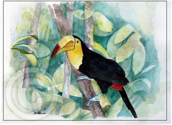 Toucan VS