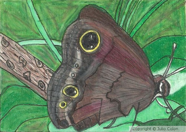 Brown Butterfly ACEO