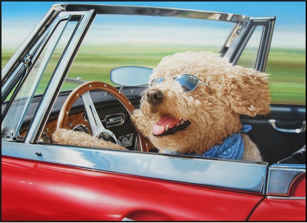 Dudley a Goldendoodle driving an Austin Healey con
