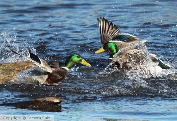 Mallards take a bath