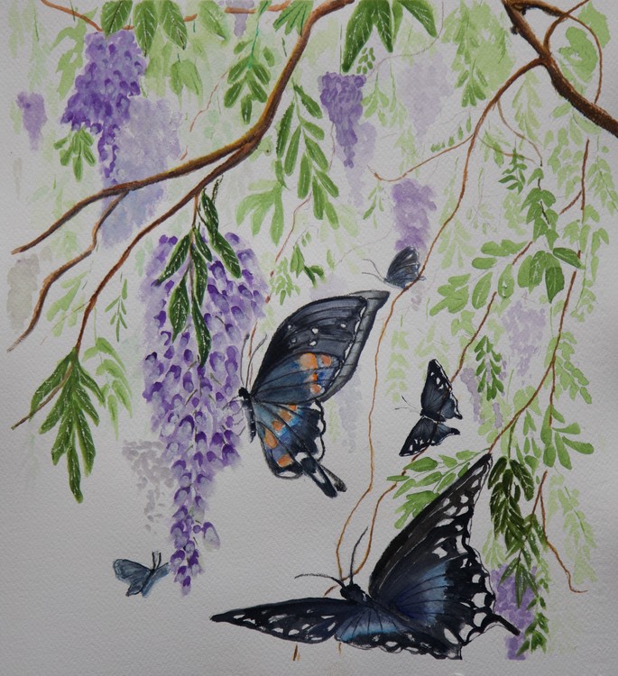 Pipevine Swallowtails in Wisteria