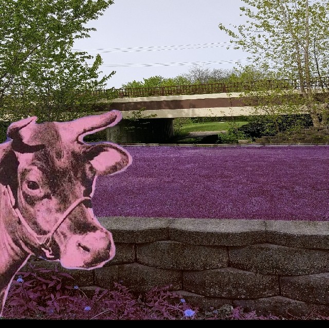 Purple Moo