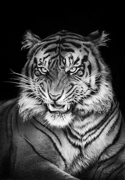 PANTHERA TIGRIS