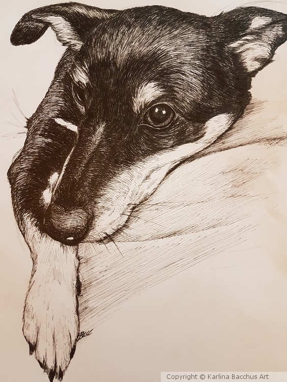 Dog Portrait 