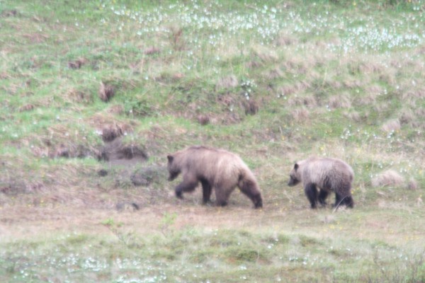 Two Bears In Denali AK