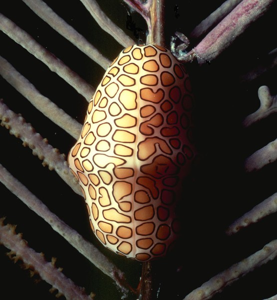 Flamingo Tongue