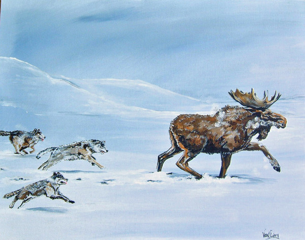 moose on the run