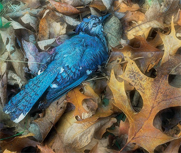 Blue Jay and Leaves