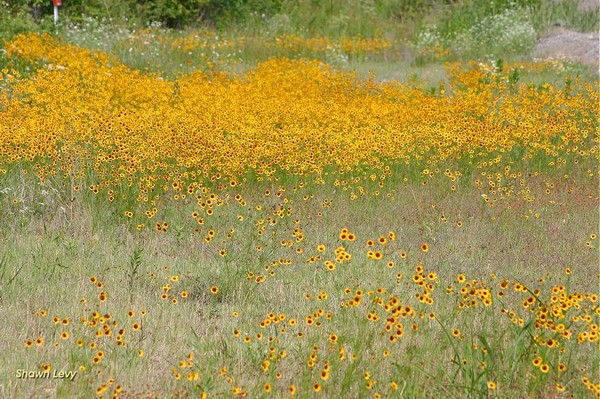 Wild Flowers