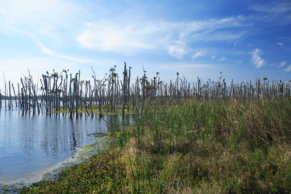 Majestic Florida