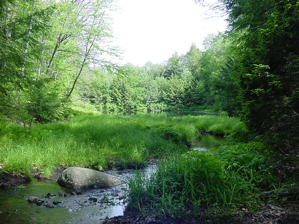 Back Woods Pond