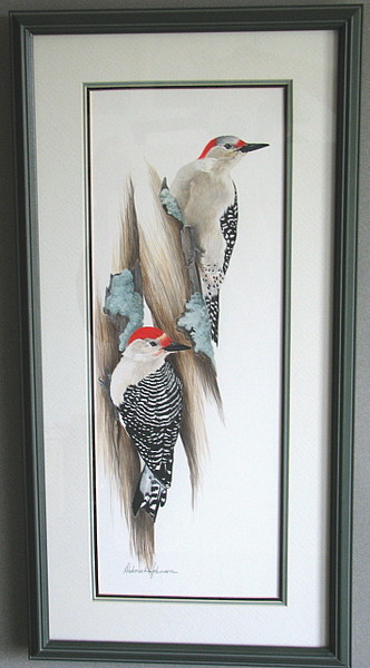 Red-Bellied woodpecker