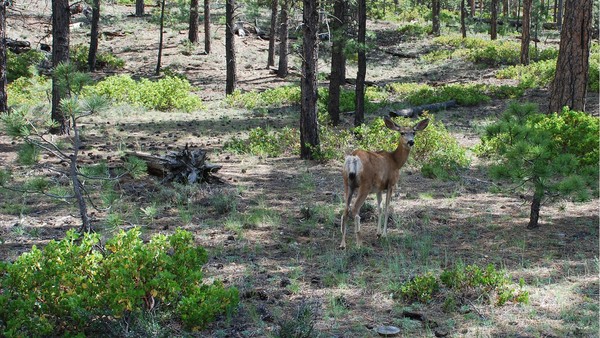 Deer - Bryce Canyon, UT (They were everywhere)