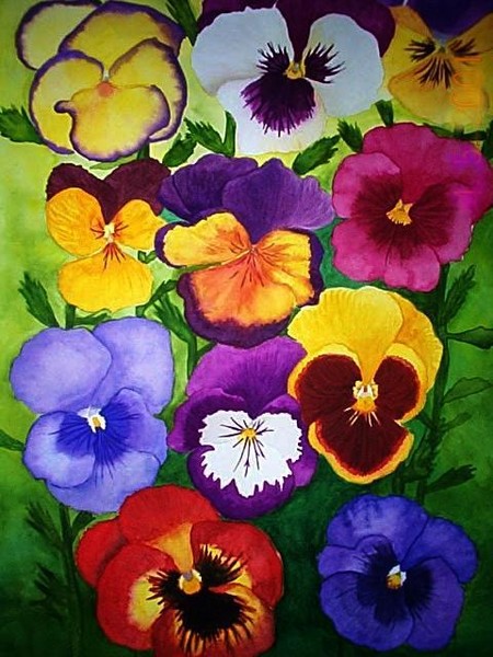 Pansies