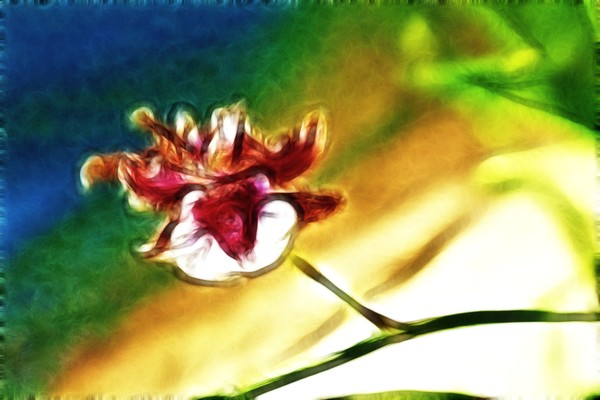 impression of an orchid