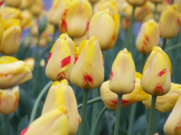 Tulips in Bloom 2