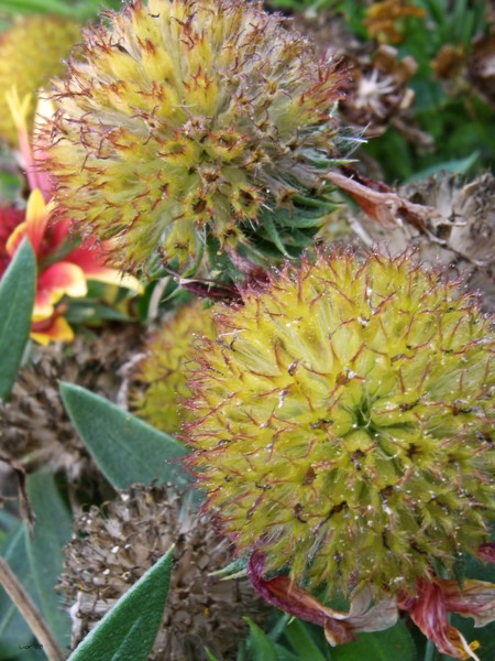 Garden globes