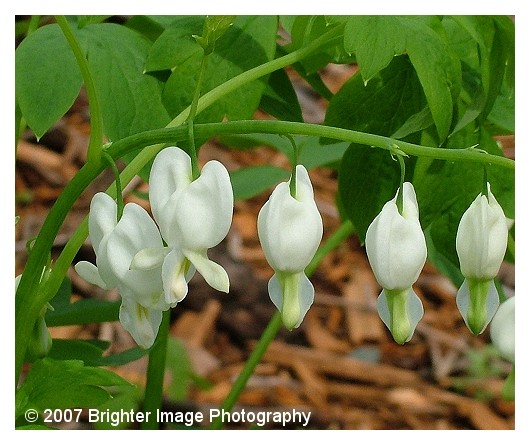 White Bleeding Heart