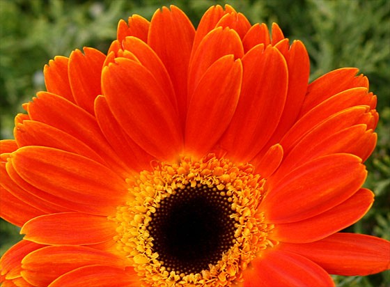 Orange Gerbera Daisy w/ dark center