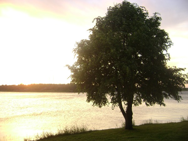 Tree By the Lake @ Lake Evergreen,IL