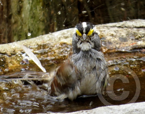 Bath time for the white-throated sparrow