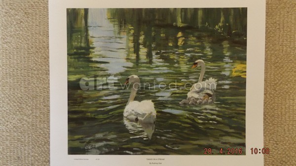 Swans on a Stream