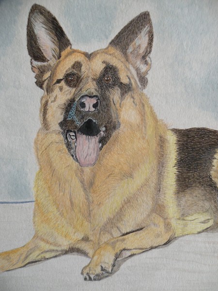 Rocky the Alsatian