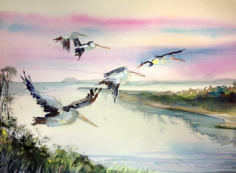 Pelican flight watercolours 
