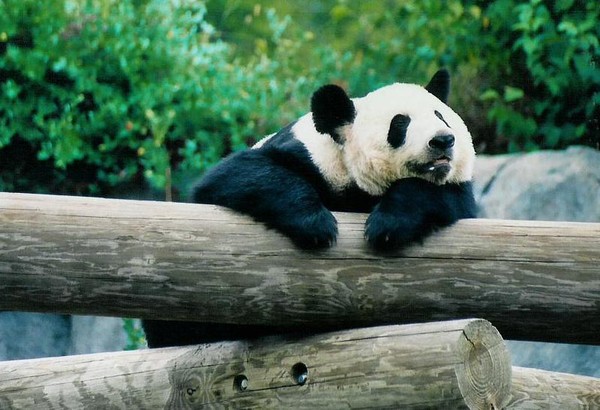 panda bear pic 