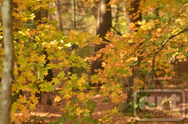 Fall In New England