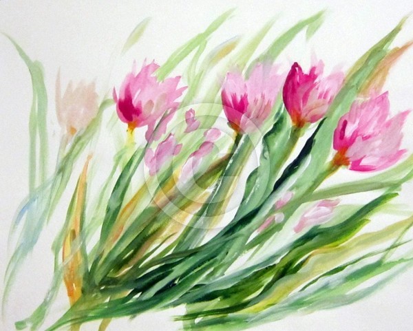 Pink Tulips Swaying