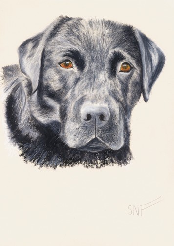 Dog Pet Portrait