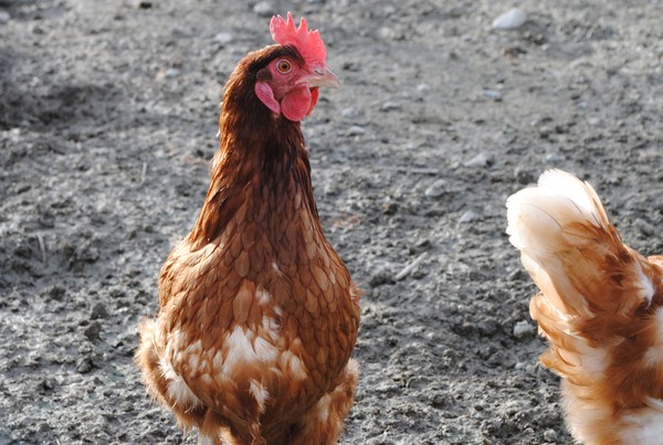 Rooster Thinking, Maybe