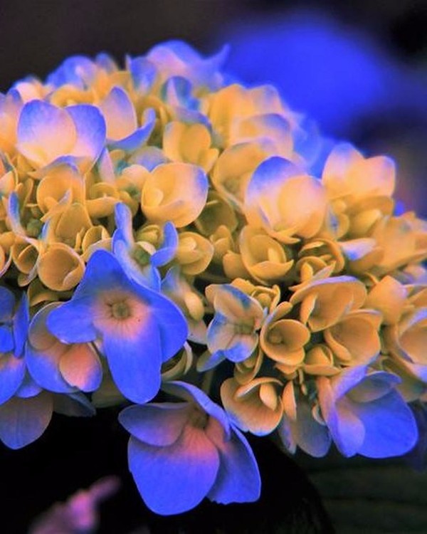Golden Blue Hydrangea