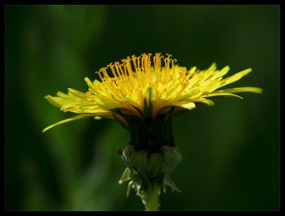 Dandelion Yellow