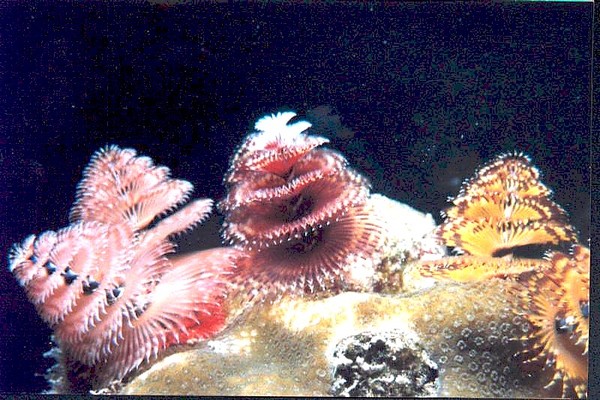 Christmastree worms