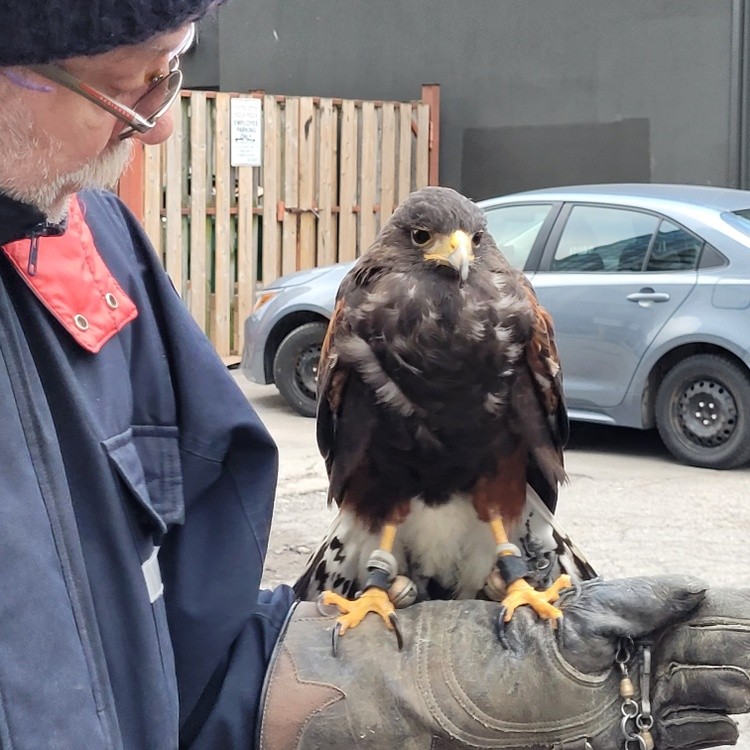 A man walking a wild hawk in midtown Toronto