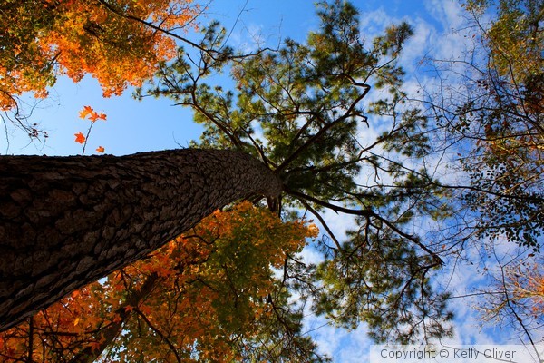 Looking Up