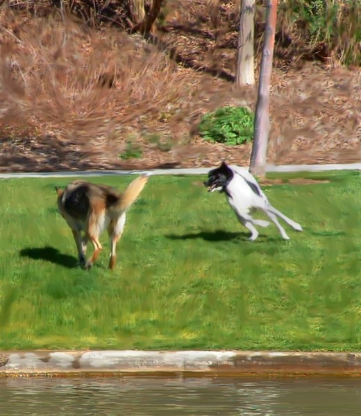 Dogs Playing in the Park