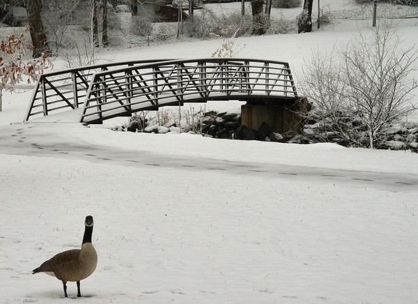 goose bridge