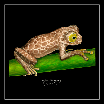 Reticulated Hylid Treefrog
