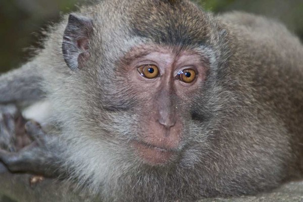 A monkey's portrait
