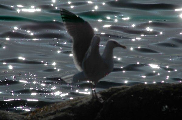 Sparkling Seagull
