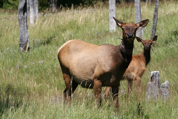 Momma and baby elk