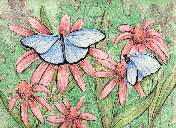 Butterfies and Cone Flowers