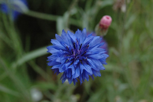 blue beauty of Halifax