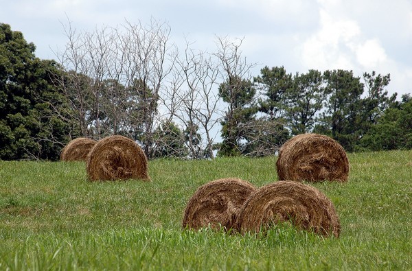 Rolling In The Hay