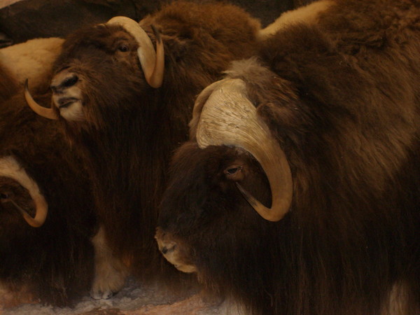 wild musk ox