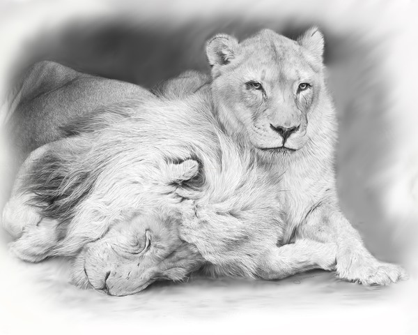 Growing Old Together (Lion Eyes Collection)